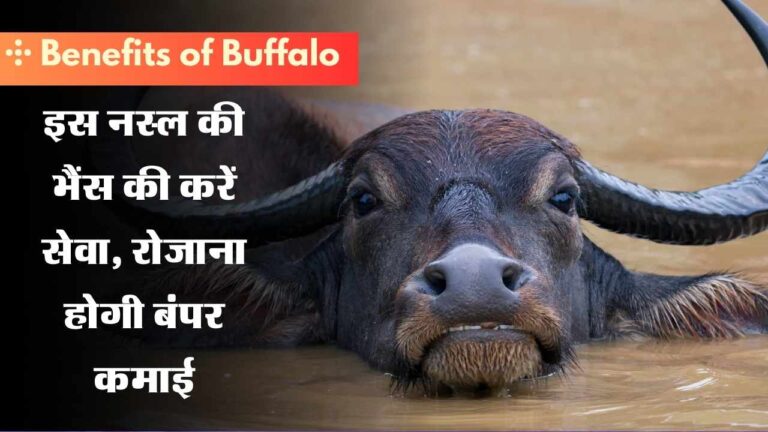 Benefits of Buffalo