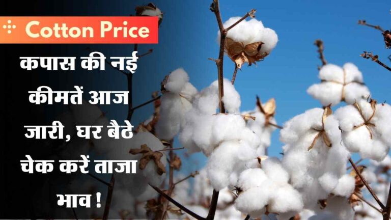 Cotton Price