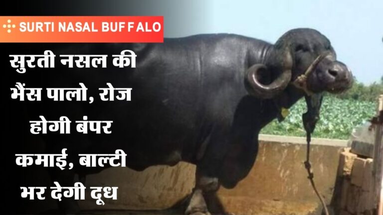 Surti Nasal Buffalo