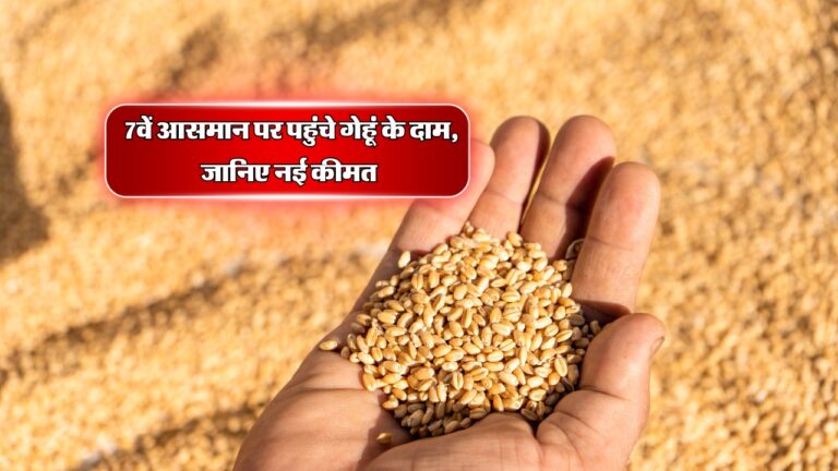 Wheat Price Hike