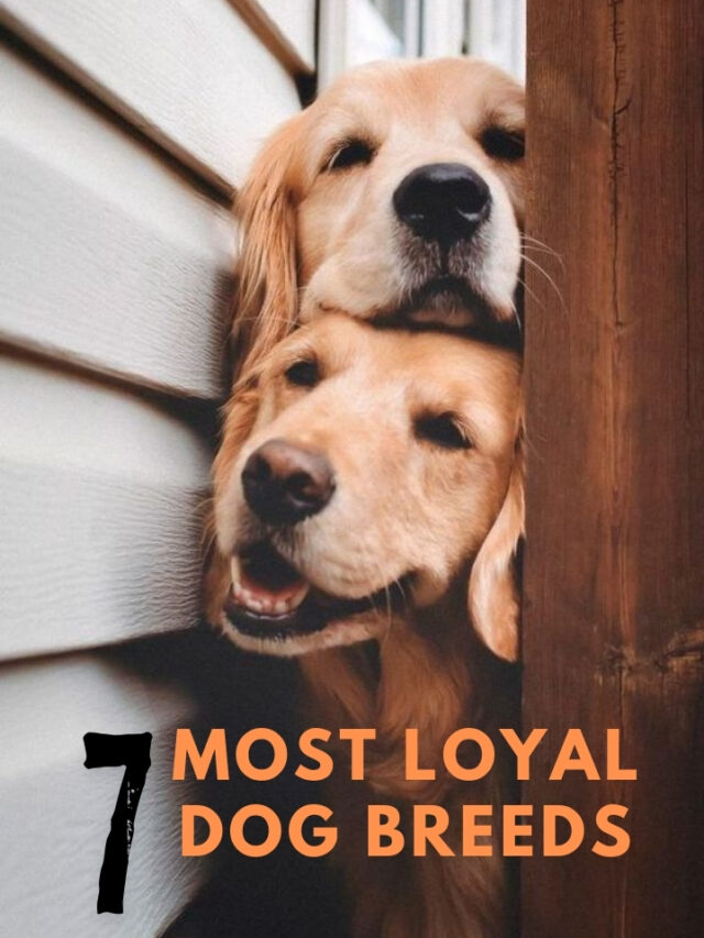 7 Most Loyal and Friendy dog Breeds