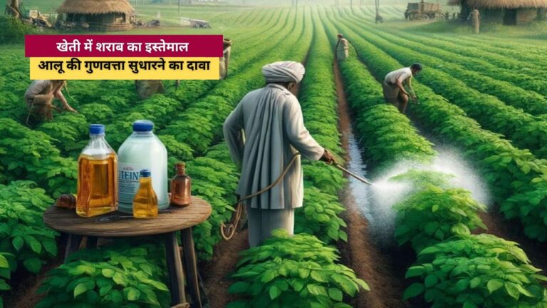 alcohol in agriculture: खेती में शराब का इस्तेमाल