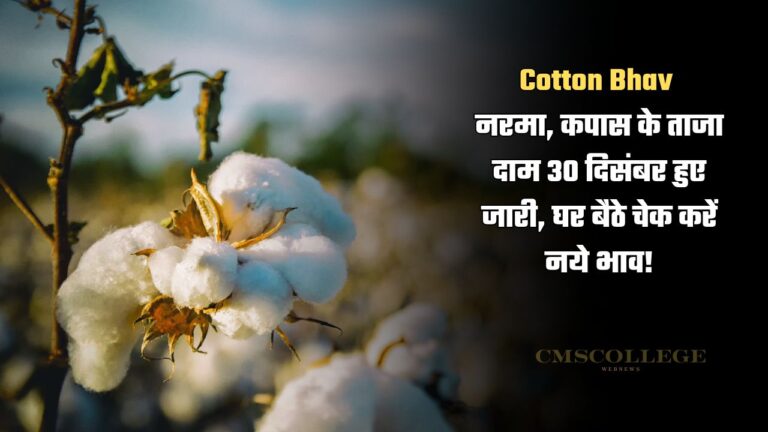 cotton bhav today