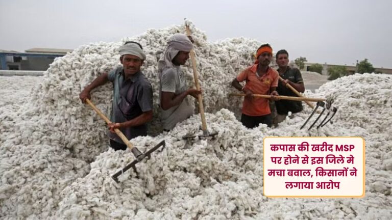 Haryana charkhi dadri farmers accuses government to the purchase of cotton on MSP