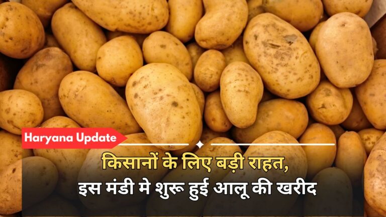 haryana update potato mandi bhav