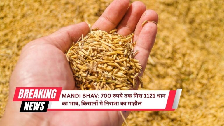 mandi bhav today paddy price