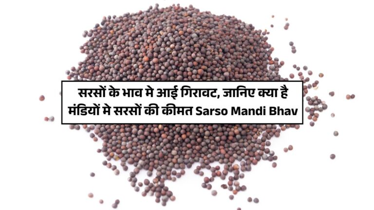 sarso mandi bhav