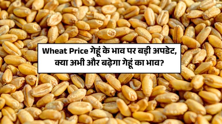 wheat price, गेहूं का भाव, मंडी भाव