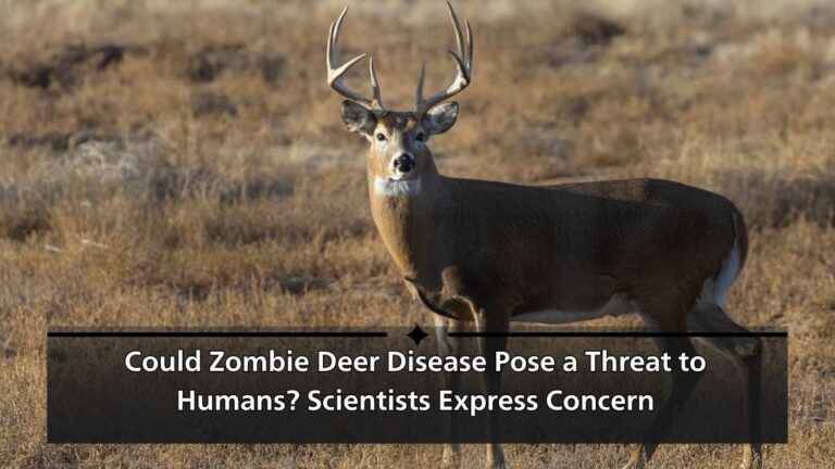 Could Zombie Deer Disease Pose a Threat to Humans