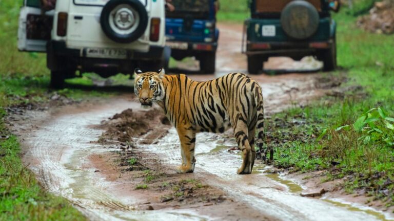 gurugram largest jungle safari