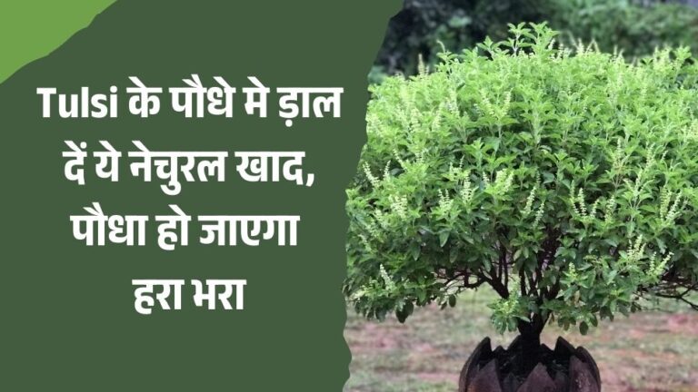 tulsi plant care tips